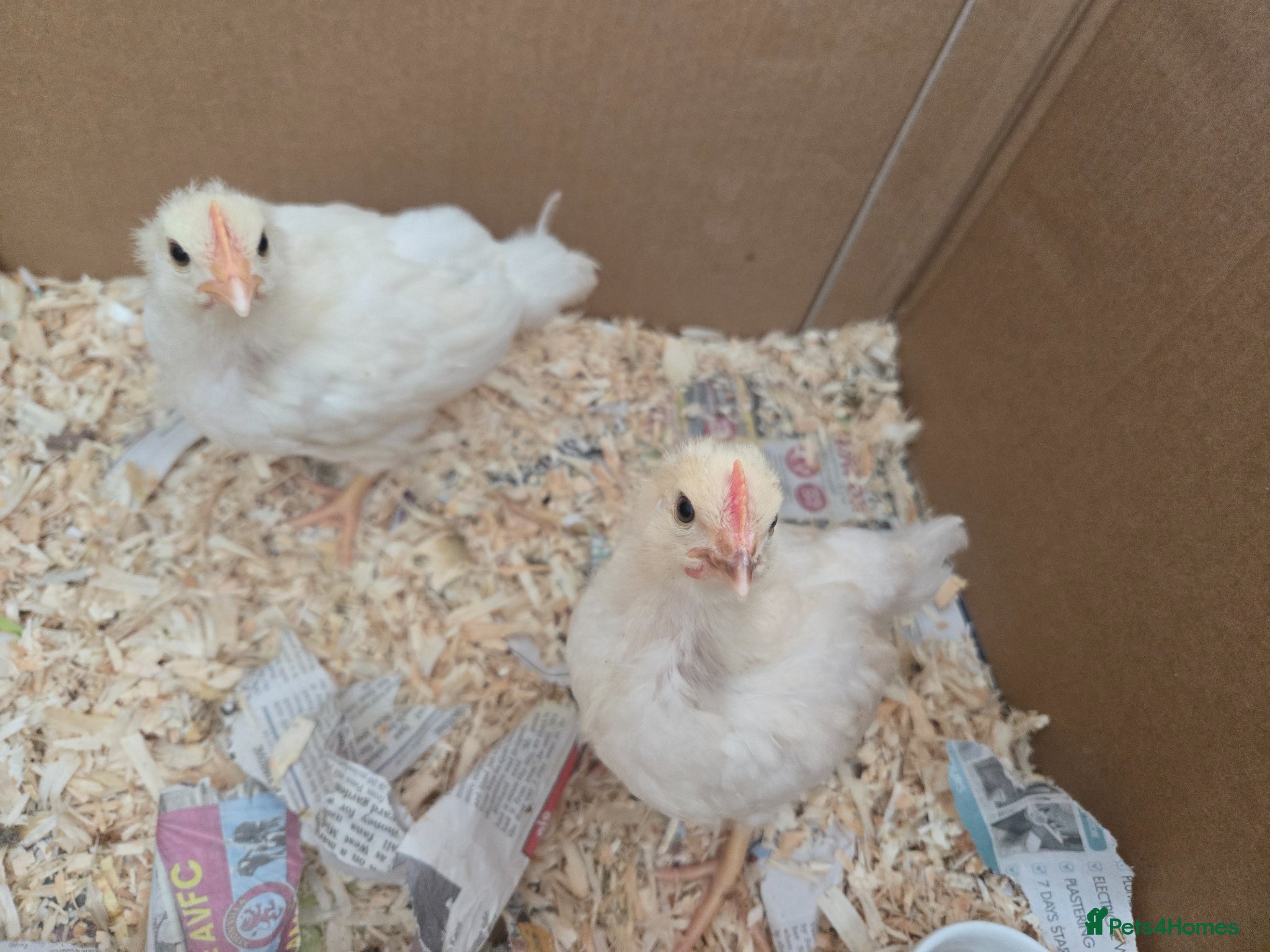Chickens poultry 2 baby chicks for sale  - Advert 18