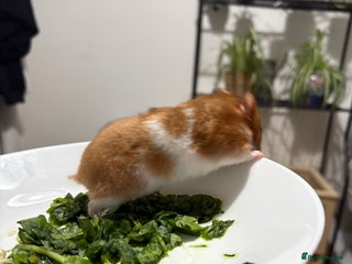 Hamster rodents for sale - Advert 1