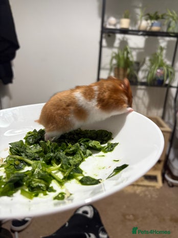 Hamster rodents - Advert 1