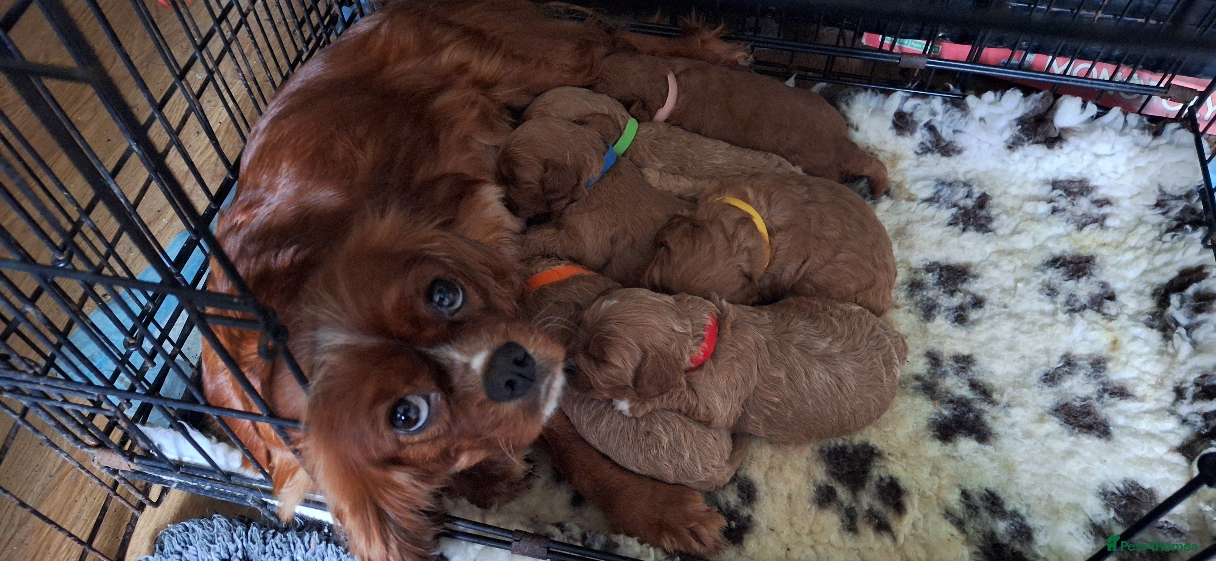 Cavapoo dogs Gorgeous health tested Cavapoo pups - Advert 1