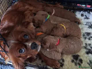 Cavapoo dogs Gorgeous health tested Cavapoo pups - Advert 1