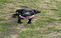 Labrador Retriever dogs for sale: Luna  - Image 1