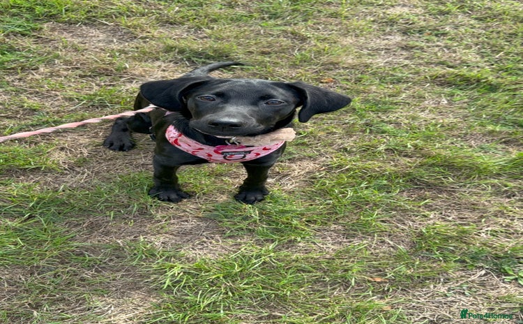Labrador Retriever dogs - Advert 16