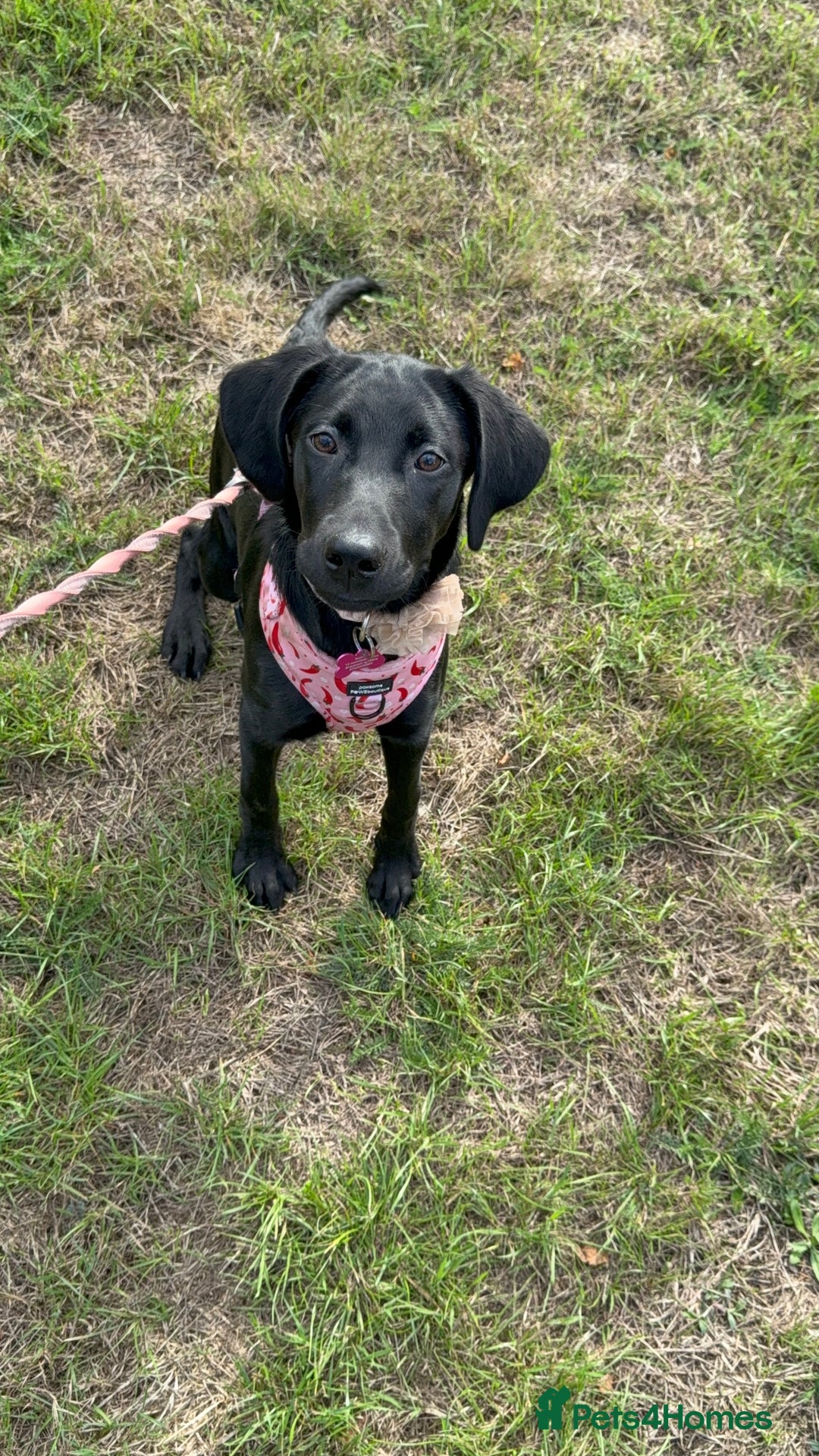 Labrador Retriever dogs for sale: Luna  - Image 1