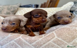 Miniature Dachshund dogs for sale: Miniature Dachshund Puppies LICENSED BREEDER - Image 5