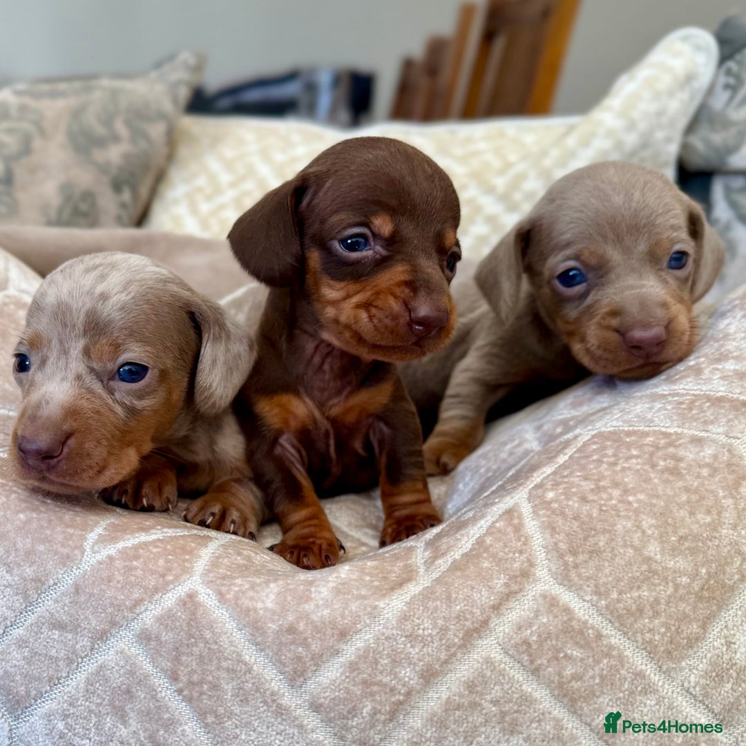 Miniature Dachshund dogs for sale: Miniature Dachshund Puppies LICENSED BREEDER - Image 5