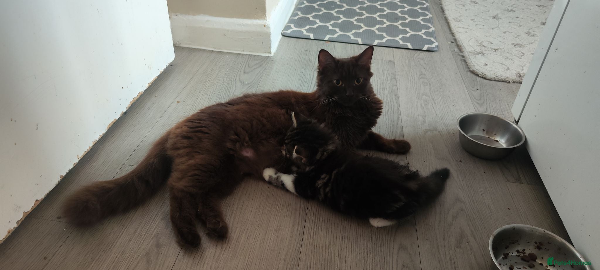 Mixed Breed cats 5 beautiful kittens looking for home - Advert 1