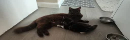 Mixed Breed cats for sale: 5 beautiful kittens looking for home - Advert 1