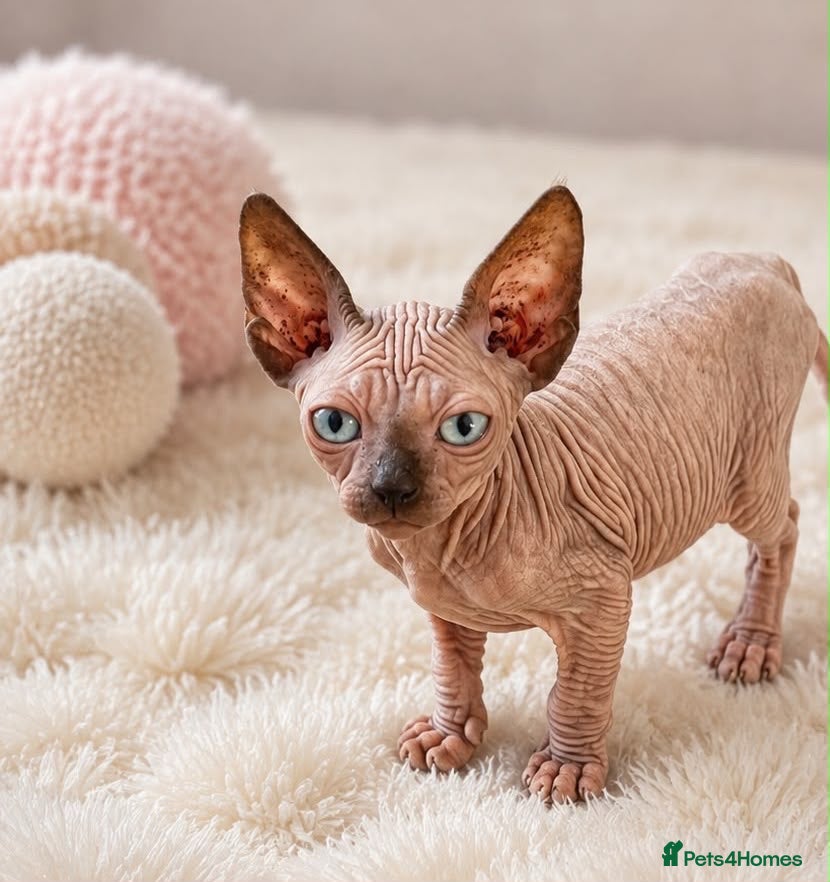 Sphynx cats REDUCED Tics registered sphynx kittens  - Advert 2