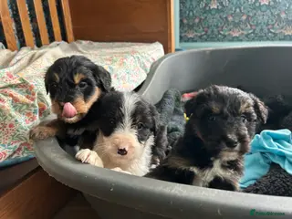 Bordoodle dogs Gorgeous Collie x poodle pups - Advert 4