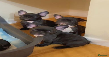 French Bulldog dogs French puppies  - Advert 7