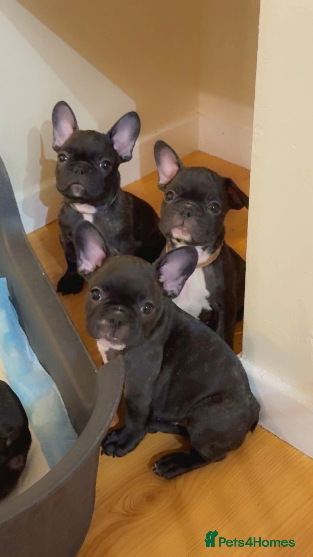 French Bulldog dogs for sale: French puppies  - Advert 8