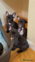 French Bulldog dogs French puppies - Advert 3