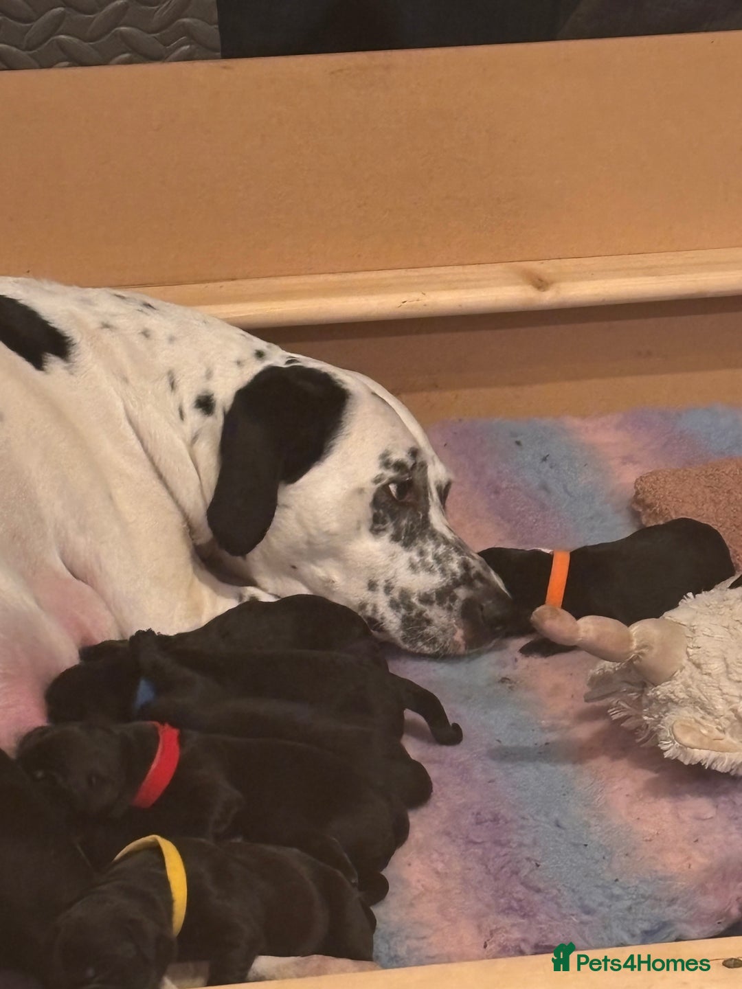 Mixed Breed dogs for sale: 1/4 Dalmatian x 3/4 Labrador  - Advert 2