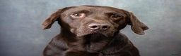 Labrador Retriever dogs for stud: KC REGISTERED CHOCOLATE STUD DOG  - Advert 4
