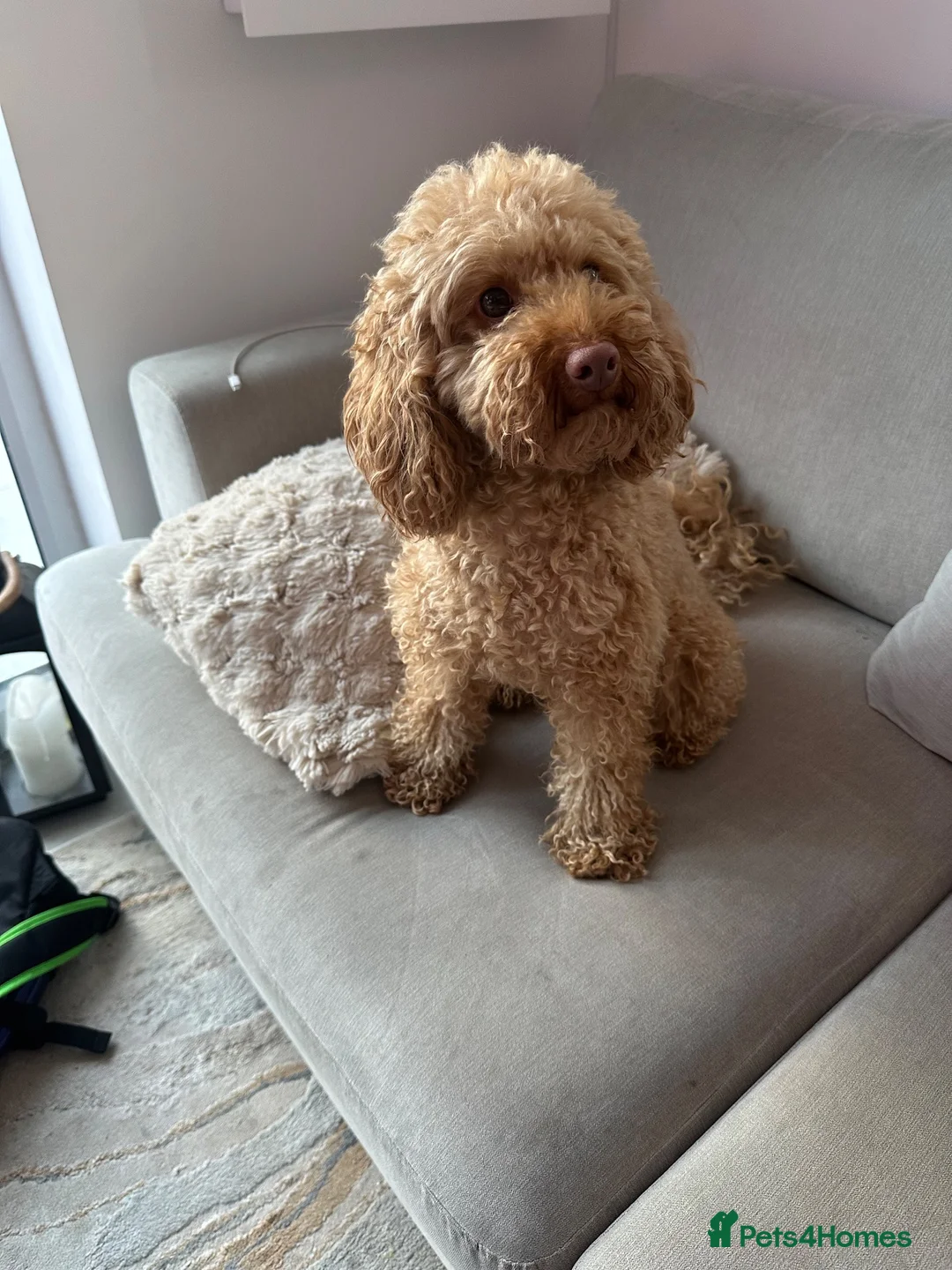 Toy Poodle dogs for sale: Mika- toy poodle  - Advert 1