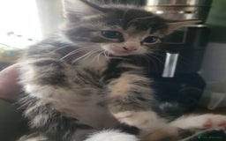 British Longhair cats for sale: Kittens  - Image 7