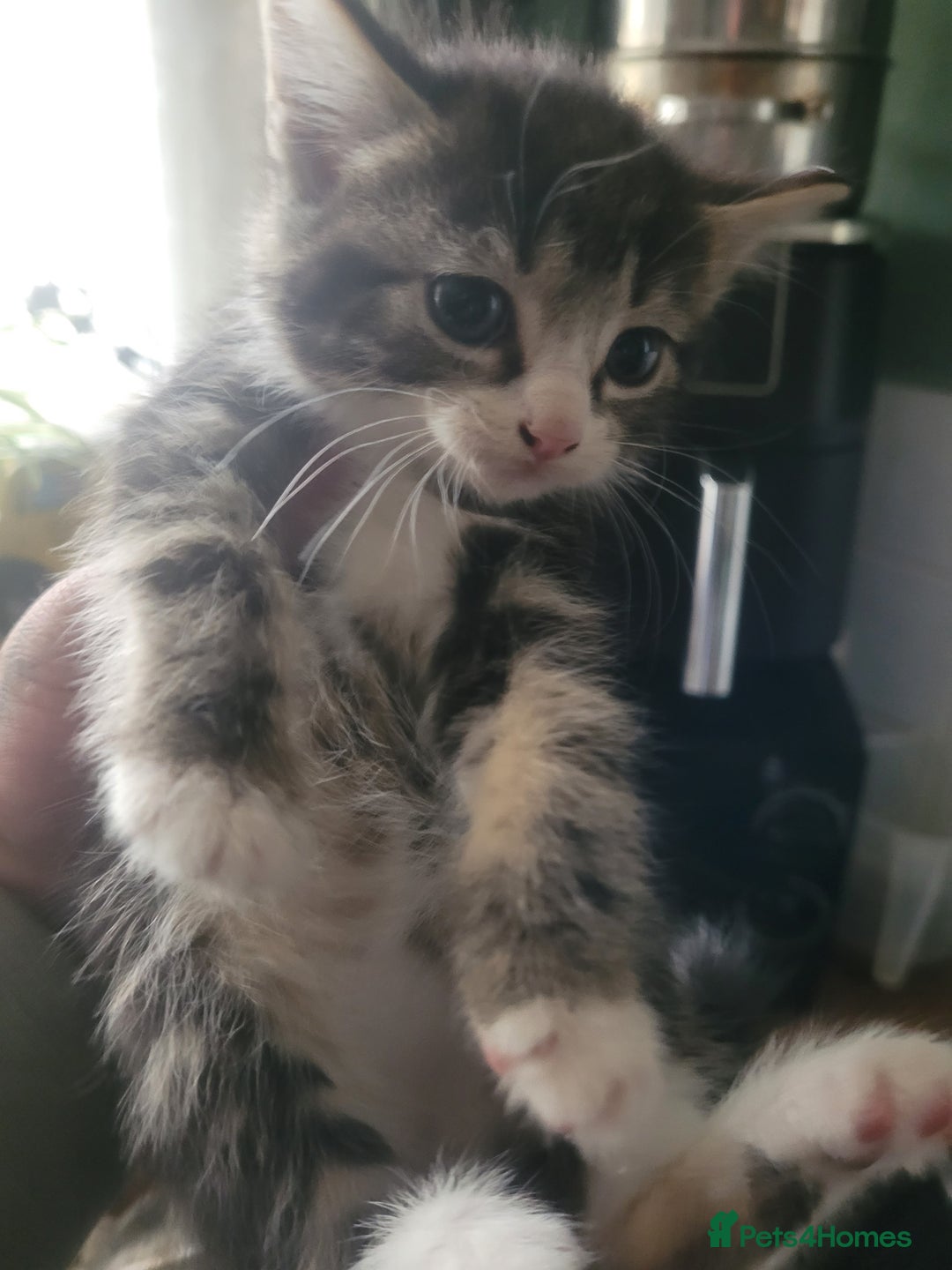 British Longhair cats for sale: Kittens  - Image 7