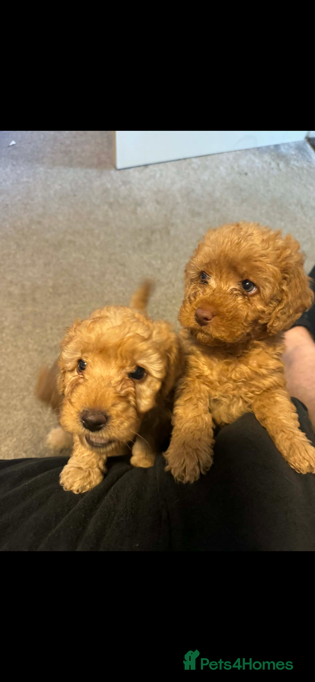 Australian Labradoodle dogs for sale: Fib Labradoodle puppies - Advert 14