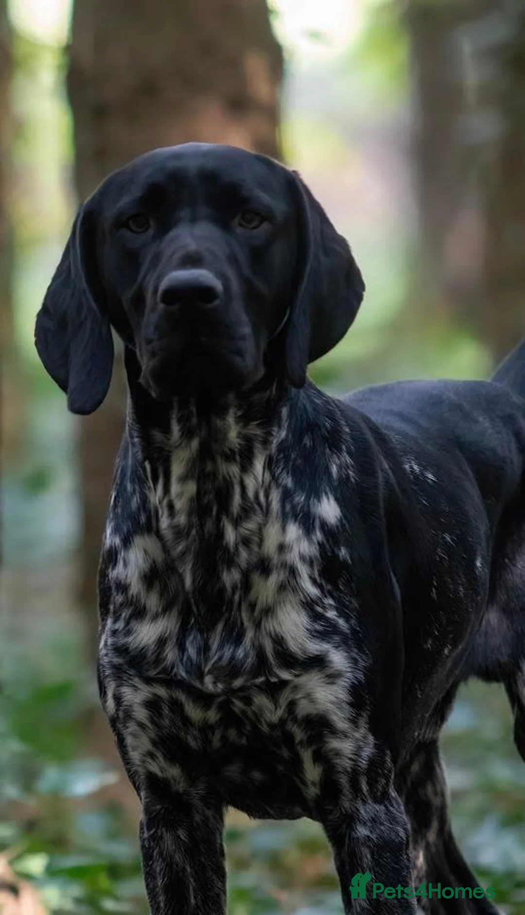 German Shorthaired Pointer dogs for stud: KC registered GSP For Stud - Advert 1