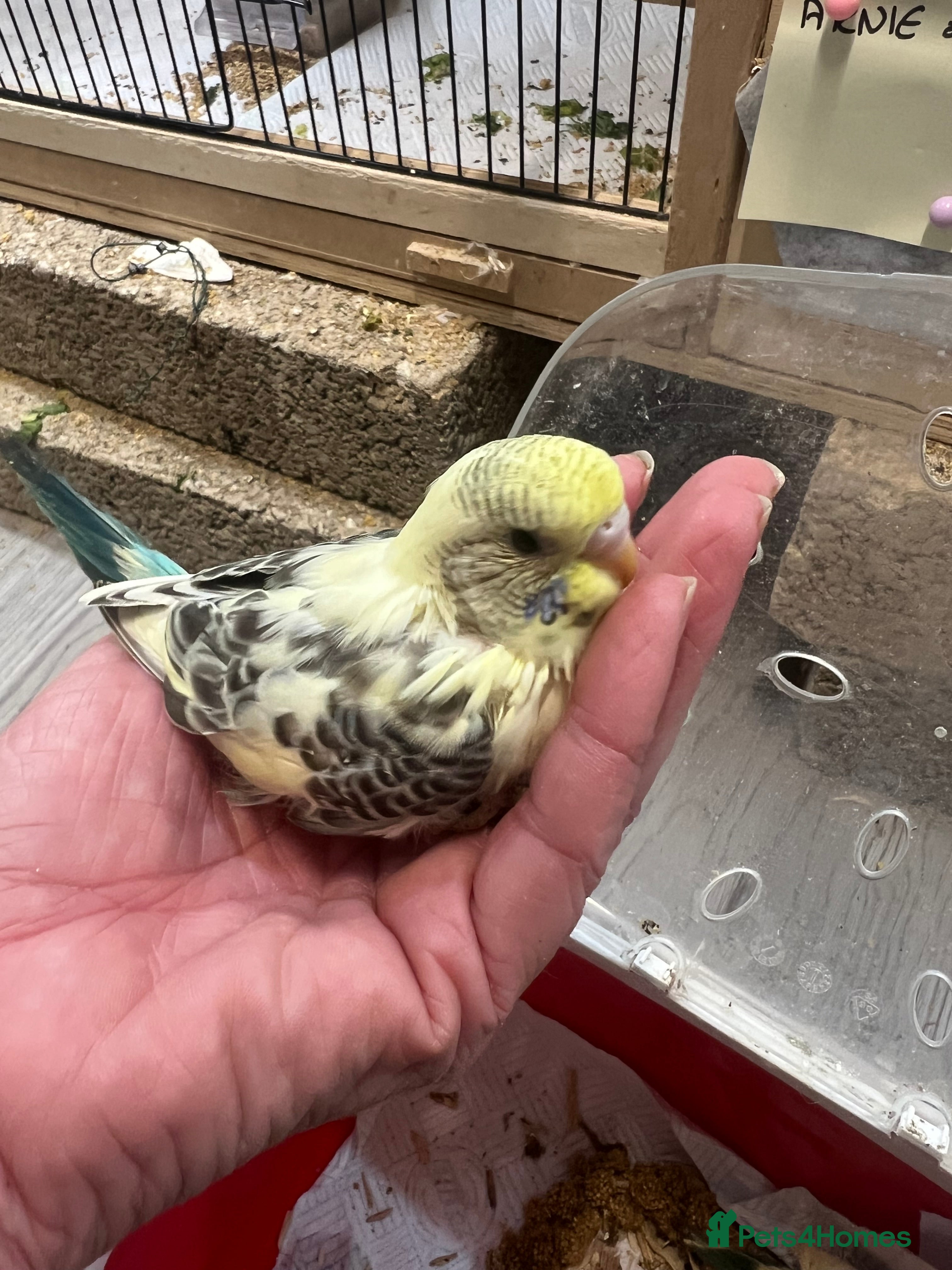 Budgerigars birds Hand Tame Budgie Chicks Ready January  - Advert 5