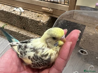 Budgerigars birds Hand Tame Budgie Chicks Ready January - Advert 11