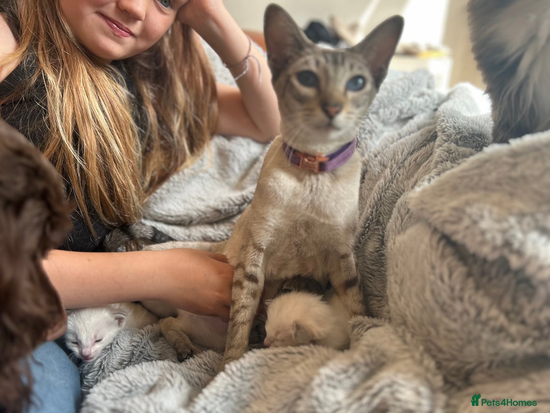Siamese cats for sale: Siamese X Ragdoll kittens - Image 5