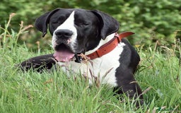 Great Dane dogs for stud: OPEN FOR STUD Stunning Apollo in Bathgate - Image 6