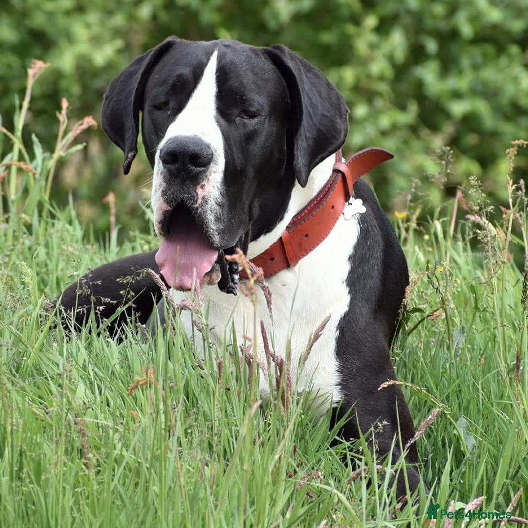 Great Dane dogs for stud: OPEN FOR STUD Stunning Apollo in Bathgate - Image 6