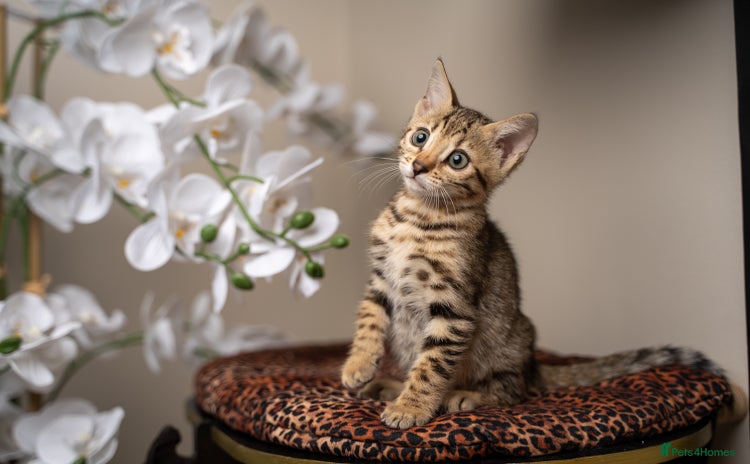 Bengal cats - Advert 7