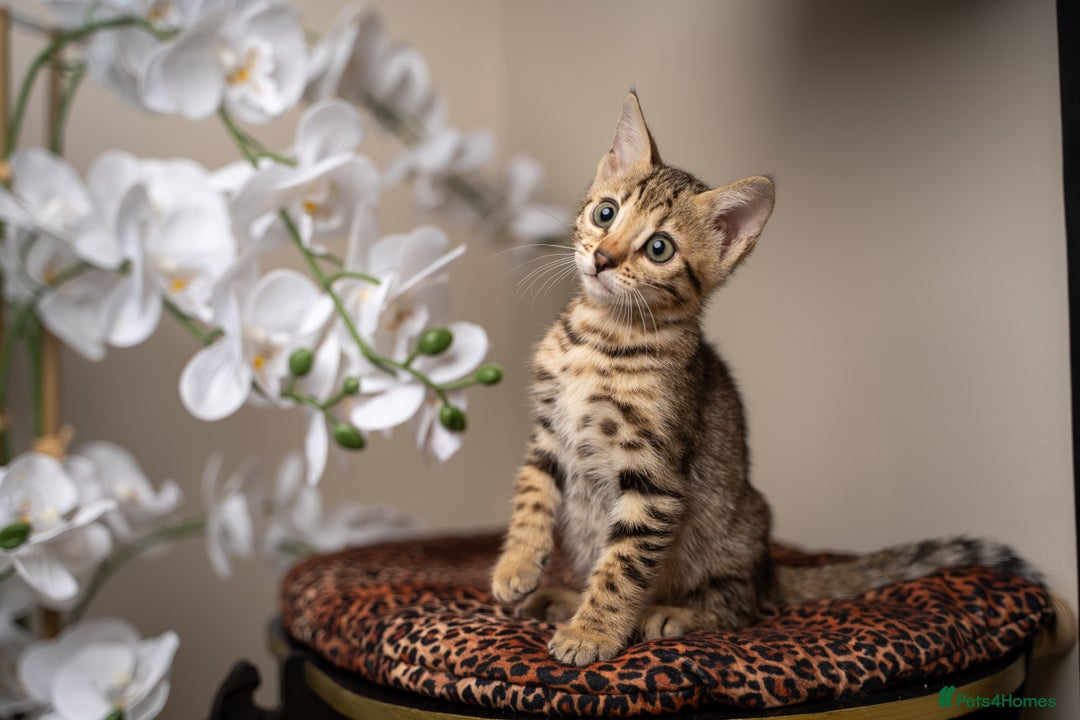 Bengal cats for sale: BABETTE-LAST available girl from the litter-TICA  - Image 1