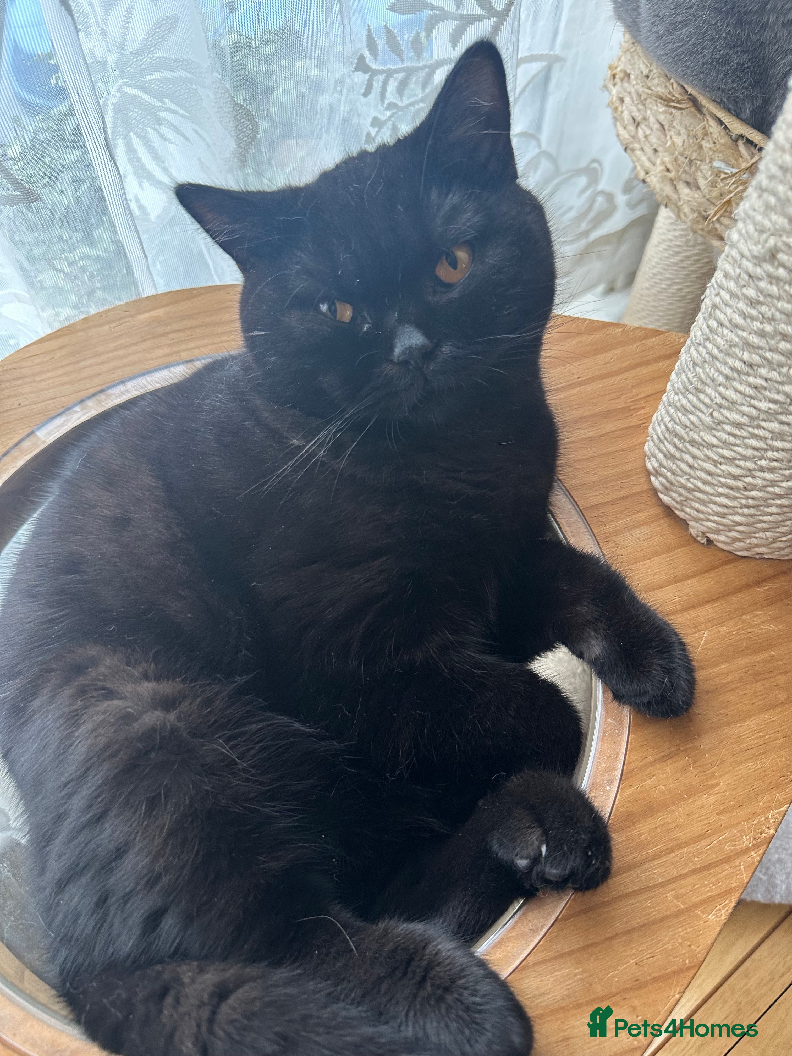 British Shorthair cats GCCF Registered British Short Hair Male  - Advert 15