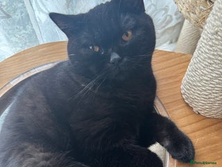 British Shorthair cats GCCF Registered British Short Hair Male - Advert 15