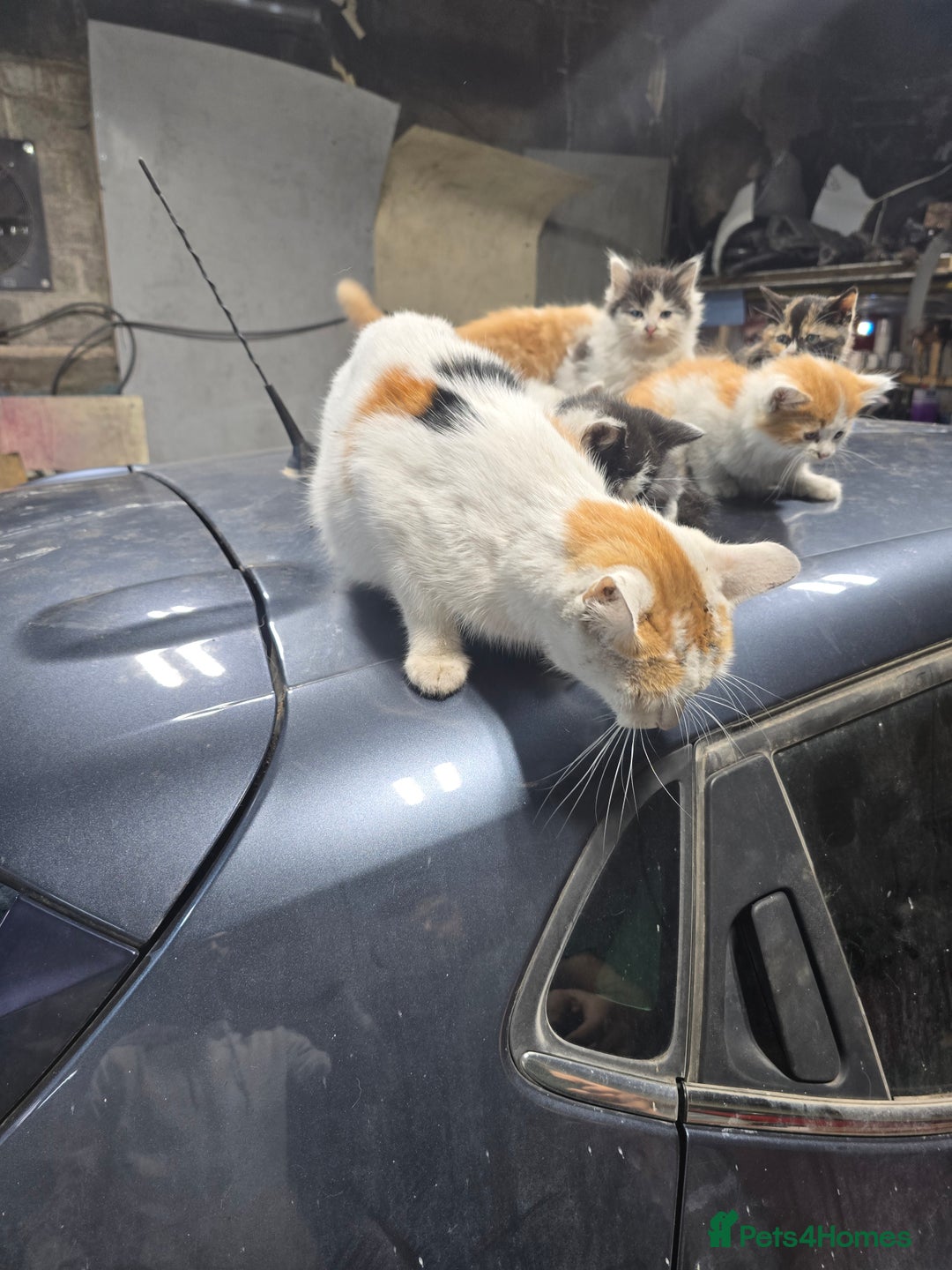 Ragcoon cats for sale: cats  - Image 13