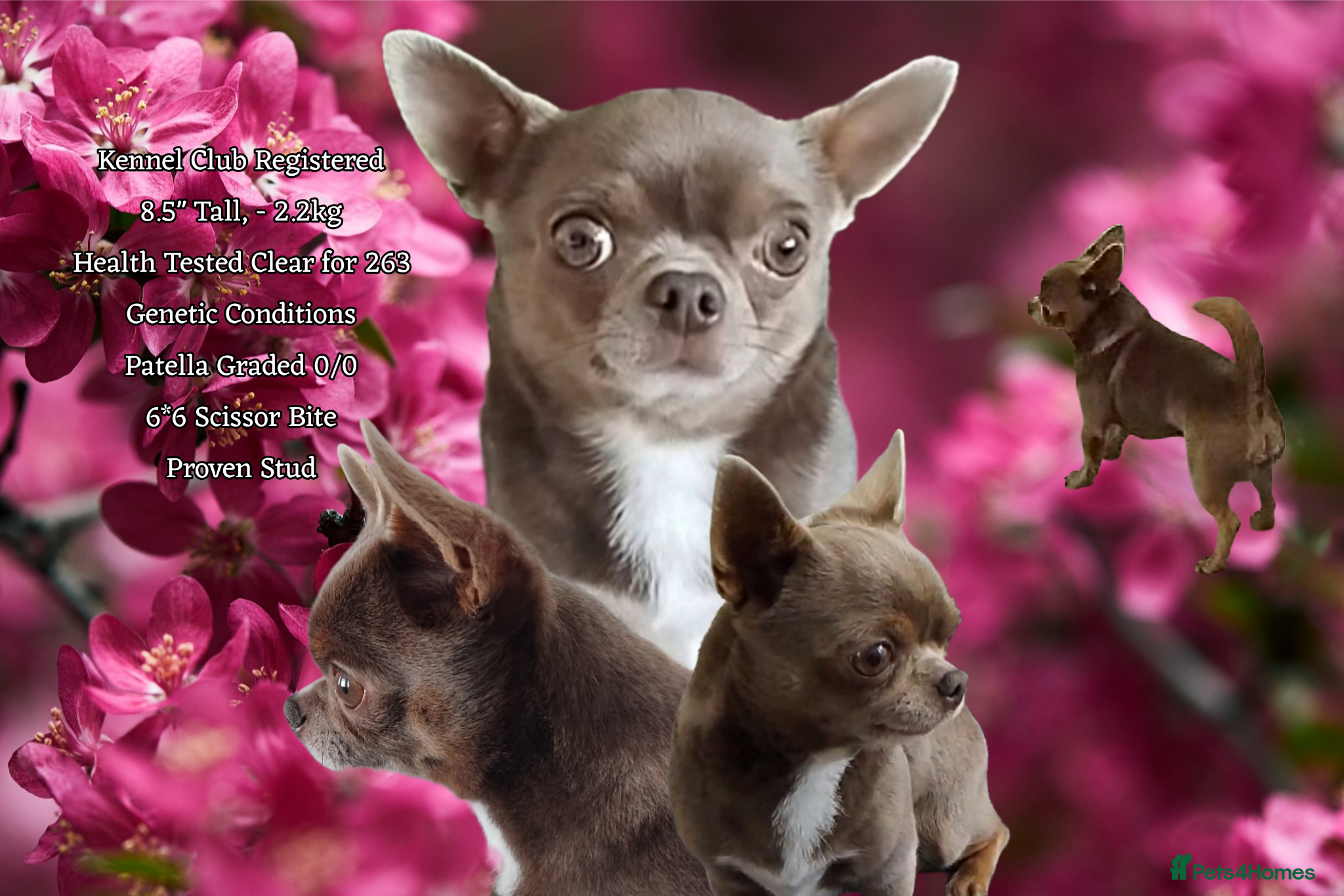 Chihuahua dogs KC reg-Health tested-PROVEN  - Advert 4