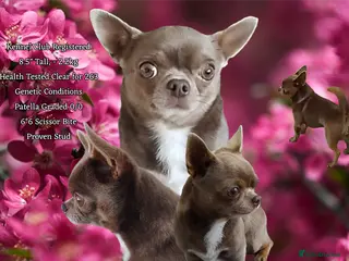 Chihuahua dogs KC reg-Health tested-PROVEN - Advert 4