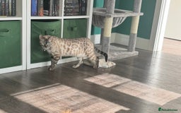 Bengal cats for sale: Bengal kittens for rehoming  - Image 3