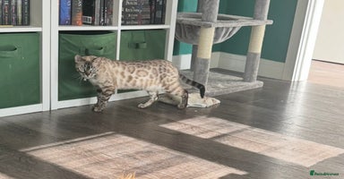 Bengal cats - Advert 12