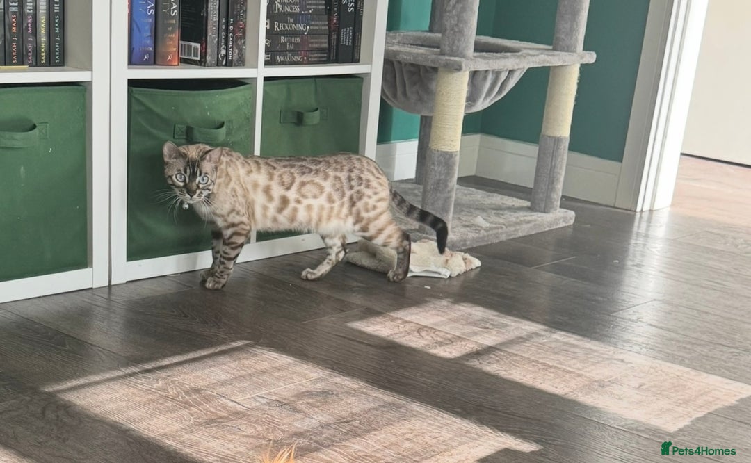 Bengal cats for sale: Bengal kittens for rehoming  - Image 3