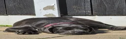 Cane Corso dogs for sale: Cane Corso - Advert 9