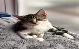 Bombay cats for sale: Friendly and smart Kittens  - Image 13