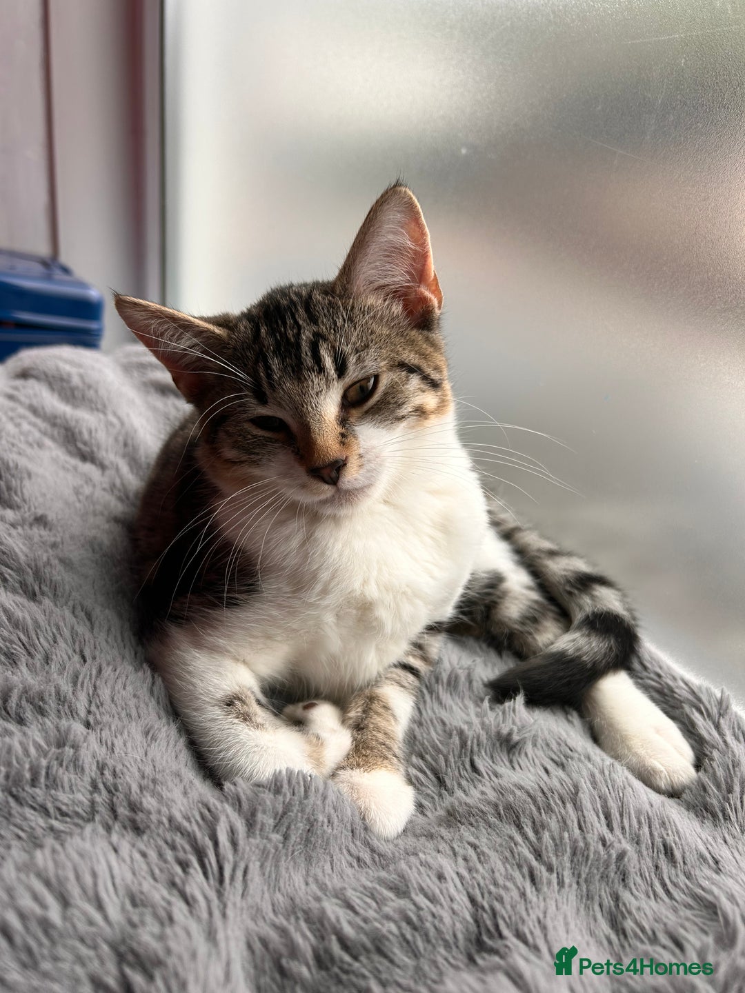 Bombay cats for sale: Friendly and smart Kittens  - Image 13