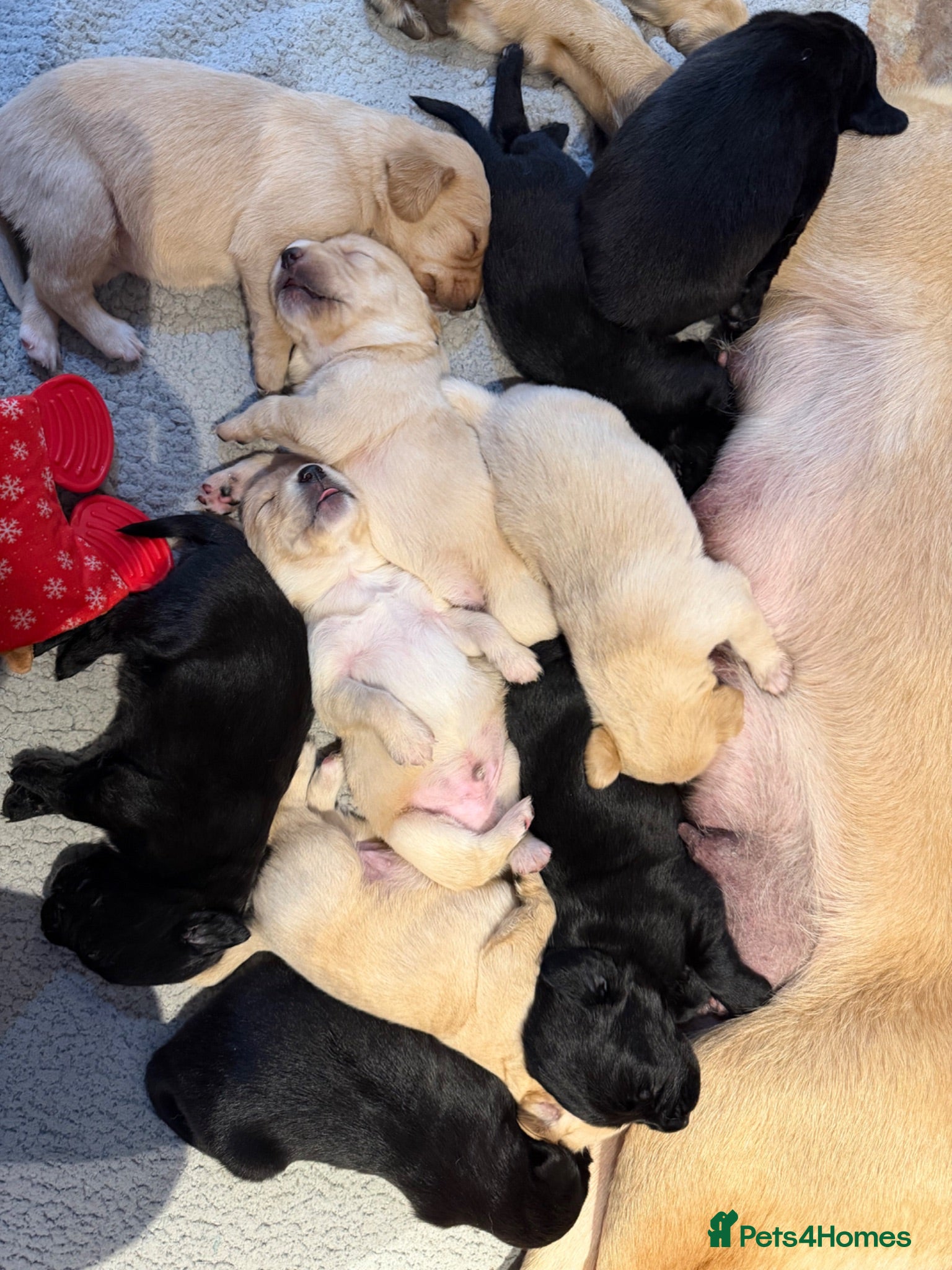 Cockerdor dogs 10 beautiful LabXcocker pups - Advert 5