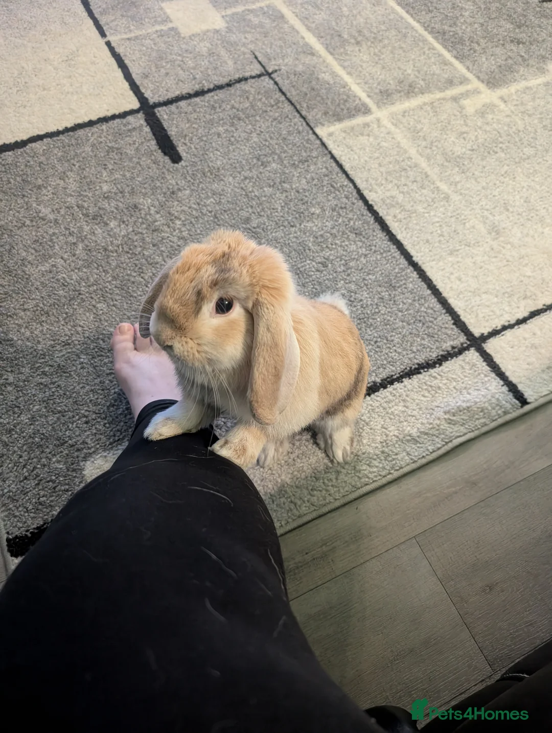 Mini Lop rabbits for sale: Mini lop female rabbit  in Banff - Advert 1