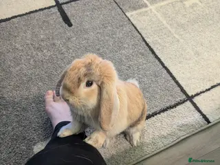 Mini Lop rabbits Mini lop female rabbit in Banff - Advert 3