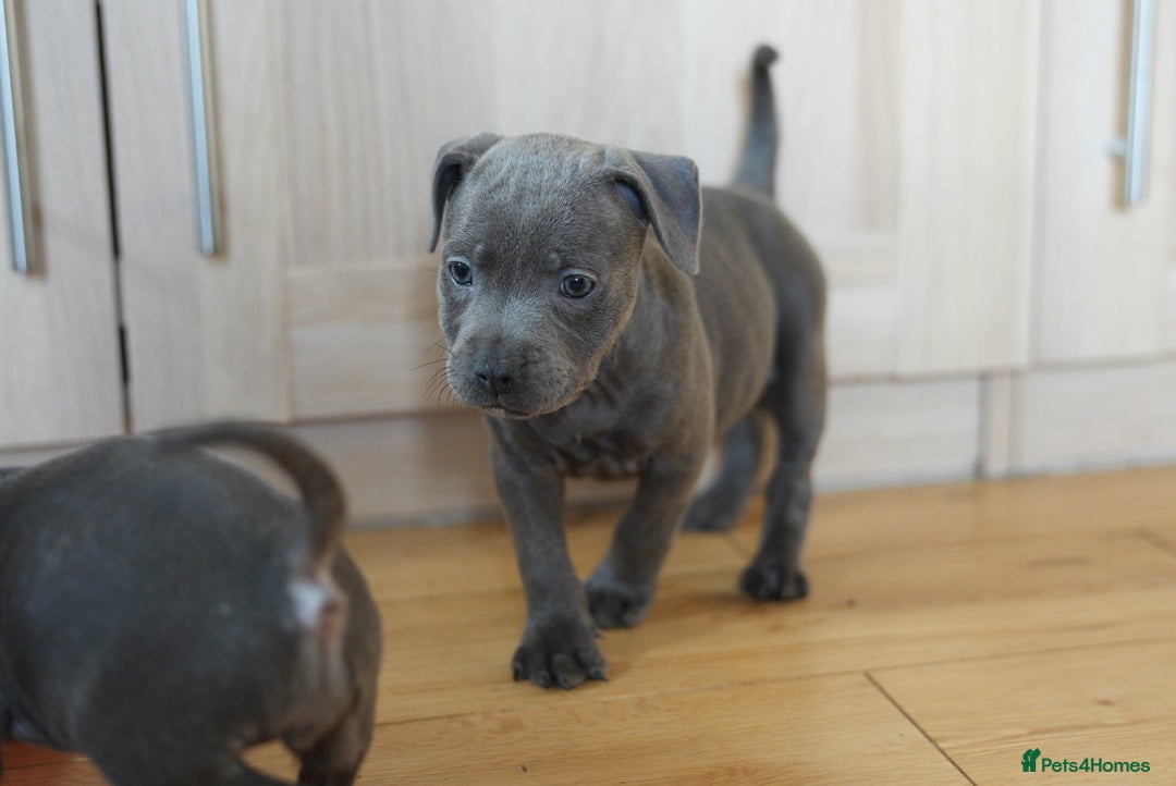 Staffordshire Bull Terrier dogs for sale: Beautiful staffy puppies - Image 5