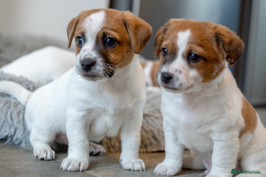 Jack Russell dogs for sale: Jack Russell puppies - Image 12