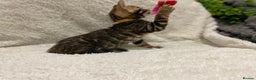 Bengal cats for sale: - Brown & Silver Bengals—Experienced Homes Only - Advert 20