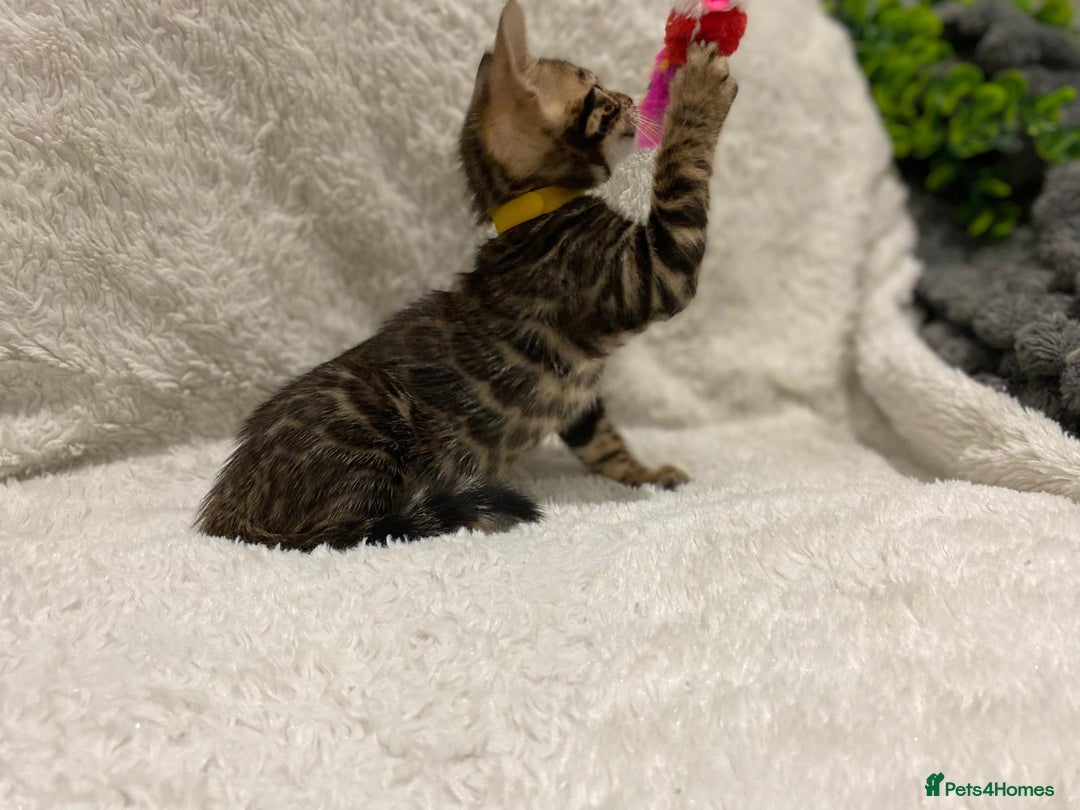 Bengal cats for sale: 12 Bengal Cubs Ready for Their Forever Home - Image 33