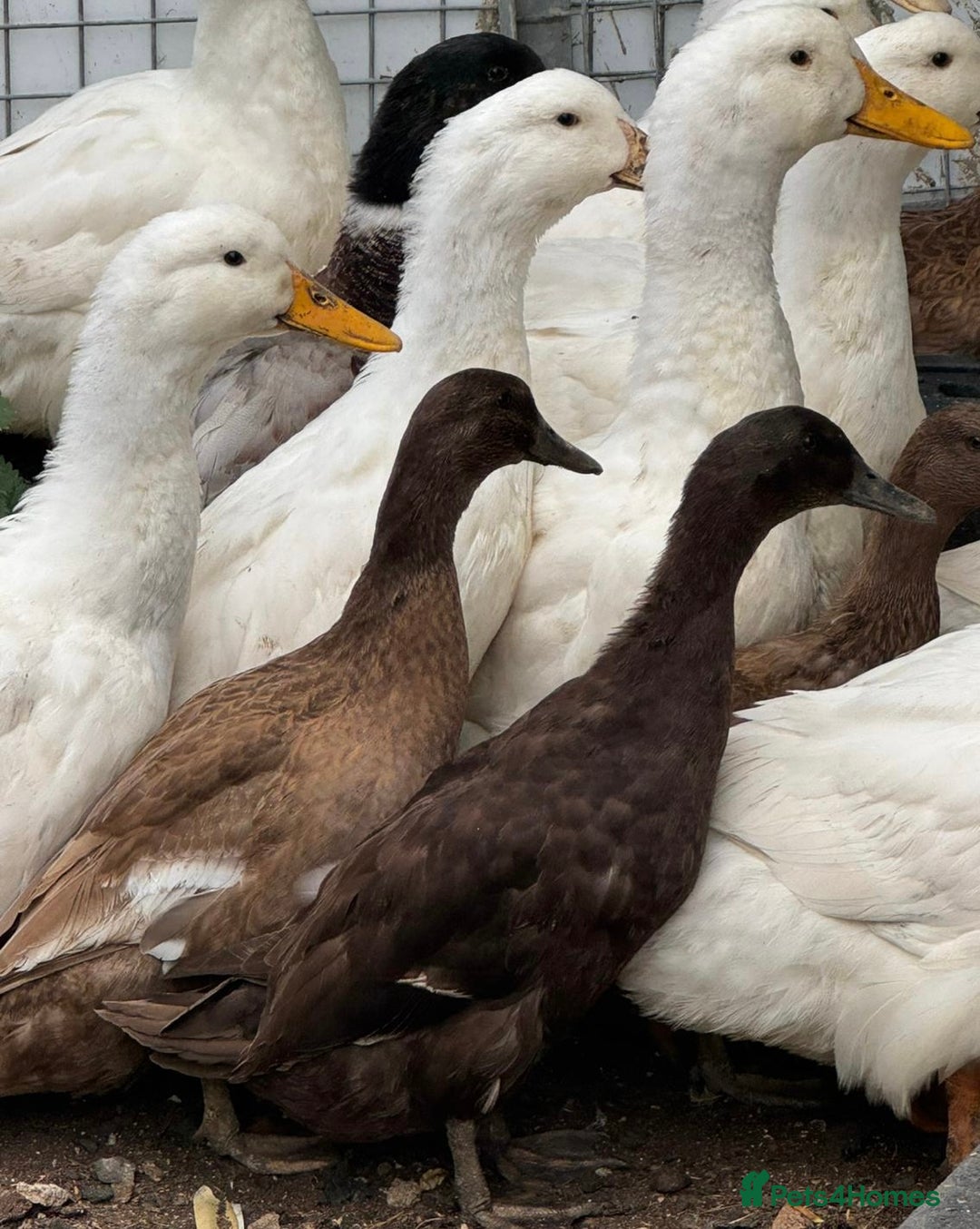 Ducks poultry for sale: Khaki Campbell and Cherry Valley Ducks - Image 4